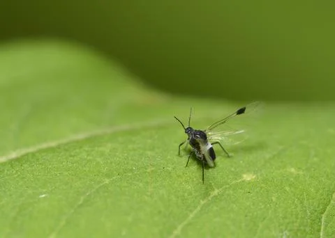 A close-up view of a 1 mm midge spreading its wings to take off from a leaf Stock Photos