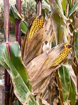 Close-up view of 2 ripe corn cobs in the field Stock Photos