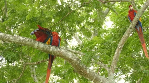 Close view of 3 pretty Scarlet Macaws preening while a 4th one joins Vídeo Stock 95603002