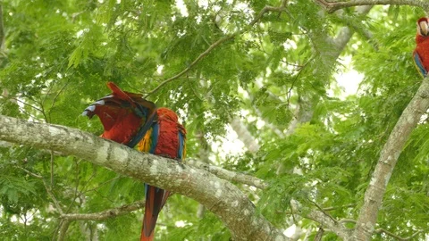 Close view of 3 pretty Scarlet Macaws preening while a 4th one joins - 24fps Stock-Footage 104124197