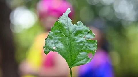 Close-up view 4k stock video footage of fresh green leave Stock Footage 293071681