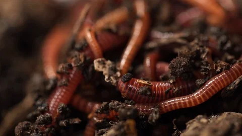 521 Earthworm Isolated Stock Video Footage - 4K and HD Video Clips