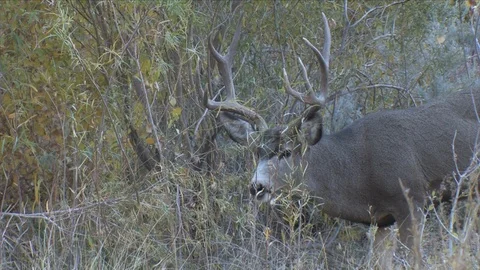 Close View of 4x4 Mule Deer Buck Browsing in Willows Stock Footage 117652669