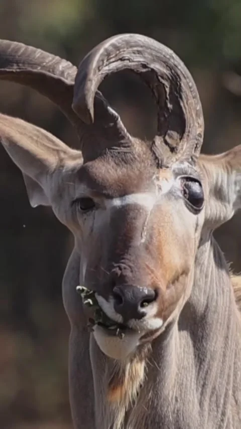 Close-up view of an abnormal deer face Stock Footage 317429172