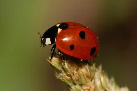 Close-up view from above and side of the red with dark spots of Caucasian lad Fotos Stock