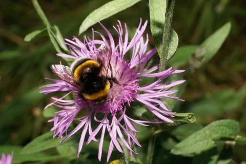 Close-up view from above of black-and-black Caucasian bumblebee  写真素材