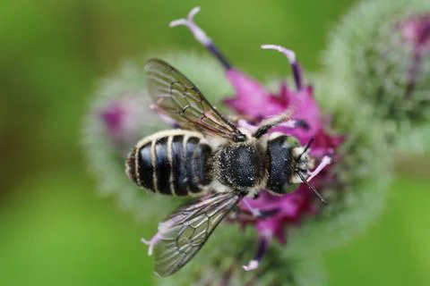 Close-up view from above of a Caucasian bee leafworm Megachile rotundata  Stock Photos