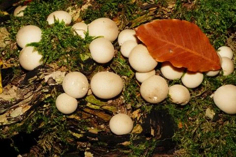 Close-up view from above of group of rough mushrooms Lycoperdon raincoat Foto stock