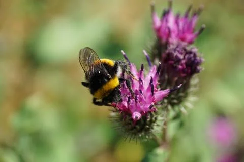 Close-up view from above of top view of Caucasian fluffy striped bumblebee Фото