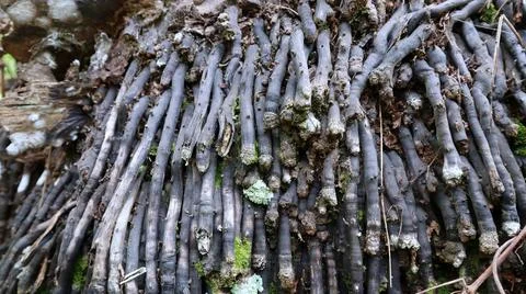 Close-up view of the abstract background of the gray roots of an oil palm tre 写真素材