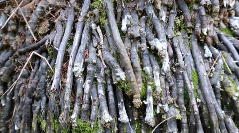 Close-up view of the abstract background of the gray roots of an oil palm tre 写真素材