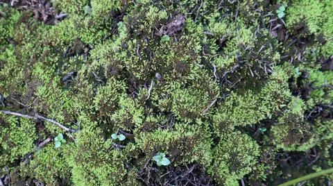 Close-up view of abstract green moss background 스톡 사진