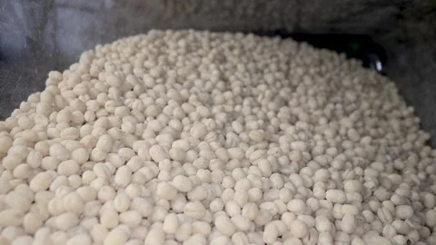 Close up view of abundance of raw Green Gram created with probe lens, mostl.. Stock Footage 329660070