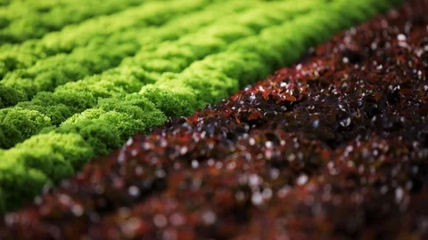 Close up view of accurate rows of organic plants growing in modern large Stock Footage 99362401
