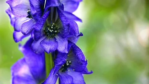Close up view on Aconitum carmichaelii isolated on blur background. Stock Footage 157283531