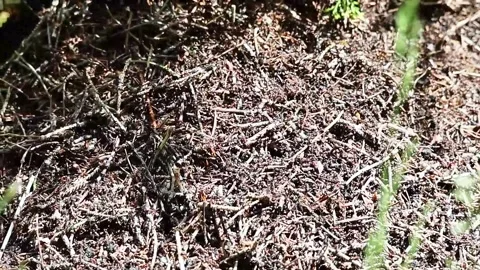 "Close-up view of an active anthill with numerous ants working diligently" Stock Footage 338390674
