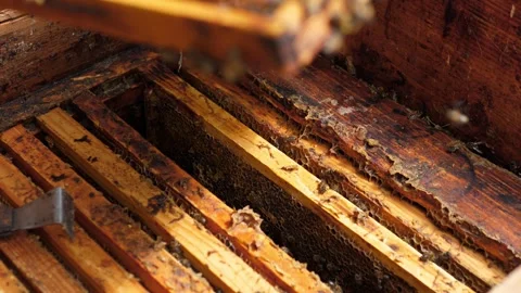 Close view of active honeybee comb frames Stock Footage 344873764