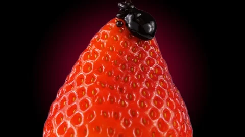 Close-up view of adding a Chocolate topping on a strawberry, dark background Stock Footage 86550164