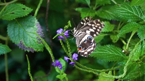 Close up view of an admiral butterfly Stock Footage 272603665