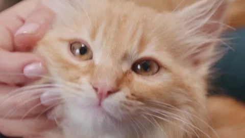 Close-up view of adorable ginger kitten being gently held by hand, soft fur and Stock Footage 311451982