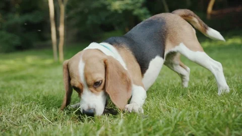 Close-up view of adorable playful active terrier puppy sniffing the ground in Stock Footage 111819913