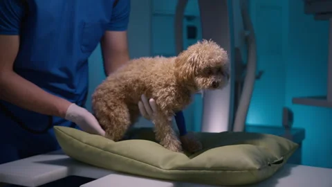Close up view on adorable scared toy poodle with curly fur placed for x rays 4K 스톡 동영상 244679500