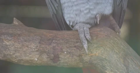 Close View of the African Grey Parrot's Moving Feet Stock Footage 61929623