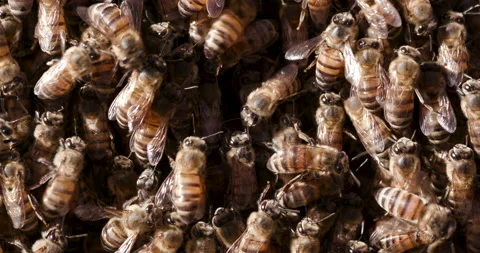 Close-up view of African honey bees hard at work in a hive Video stock 132710053