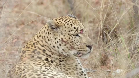 Close-up view of an African leopard resting in a field Stock Footage 246970767