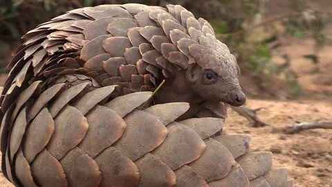 Close view of African pangolin lying on ground and curling up Stock Footage 138120993