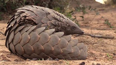 Close view of African pangolin lying on ground and sticking out tongue Stock Footage 138121001
