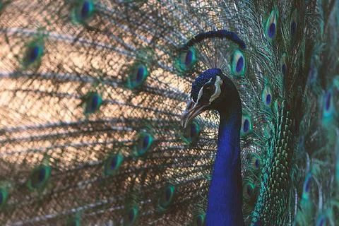 Close up view of The African peacock  a large and brightly coloured bird. Stock Photos