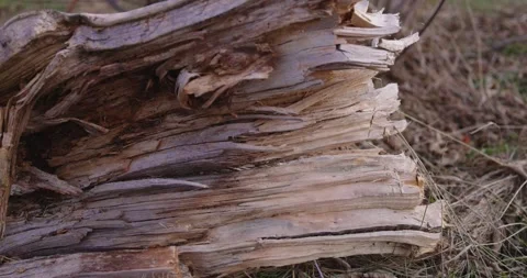 A close-up view of aged, broken wood logs with visible textures and details Видео 297289261