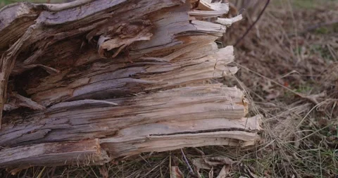 A close-up view of aged, broken wood logs with visible textures and details. Video stock 301984756
