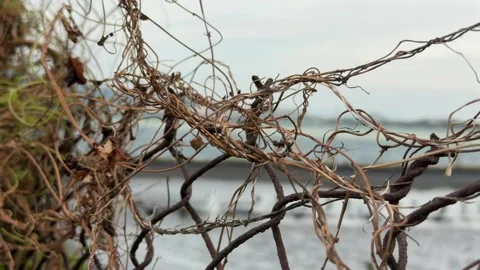 A close view of aged fencing mixed with brittle vines and small green shoots Stock Footage 322574529