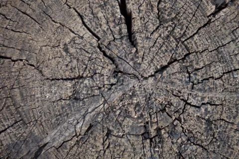 Close view of an aged tree stump with rings Stock Photos