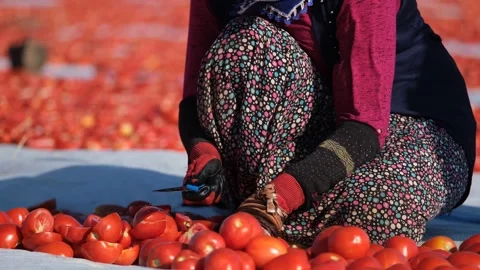 Close Up View of Agricultural Worker Cutting Tomatoes for Drying, June 15, 2023, Stock Footage 336609982