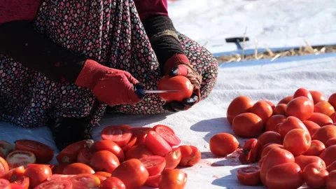 Close Up View of Agricultural Worker Cutting Tomatoes for Drying, June 15, 2023, Video stock 336610003