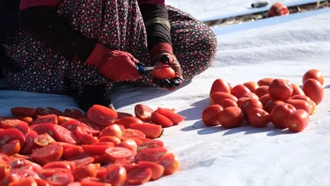 Close Up View of Agricultural Worker Cutting Tomatoes for Drying, June 15, 2023, Video stock 336610005