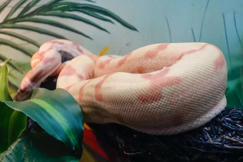 Close view of an albine python snake in captivity Stock Photos