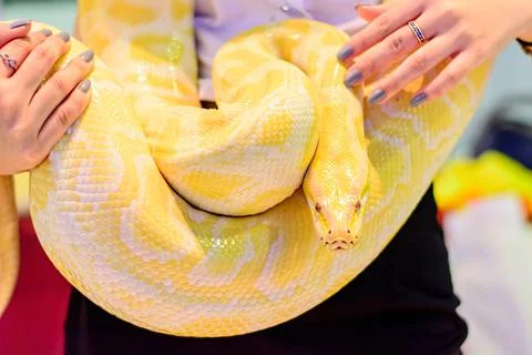 Close-up view of an Albino Burmese python snake in human hands Stock Photos