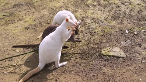 Close view of an albino kangaroo Stock Footage 270611920