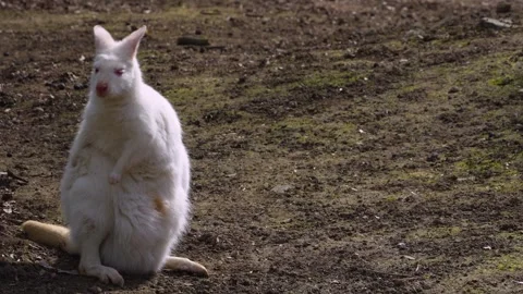 Close view of a albino kangaroo Stock Footage 270859500