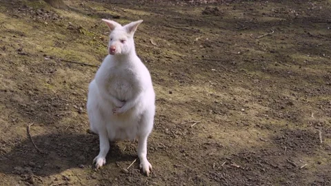 Close view of a albino kangaroo Stock Footage 270860651