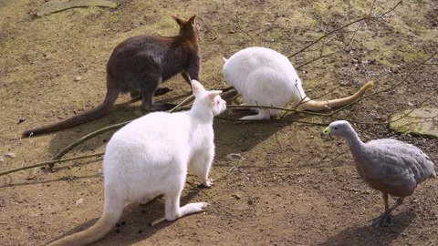 Close view of an albino kangaroo Stock Footage 270888953