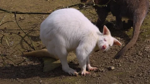 Close view of an albino kangaroo Stock Footage 270889589