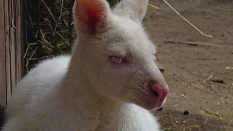 Close view of an albino kangaroo Video stock 271152800