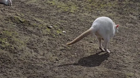Close view of an albino kangaroo Video stock 271152903