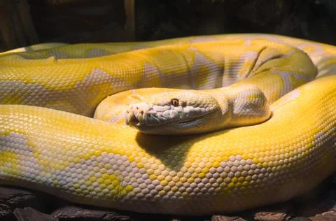 Close-up view of albino Reticulated Python resting coiled with bright yellow Stock Photos