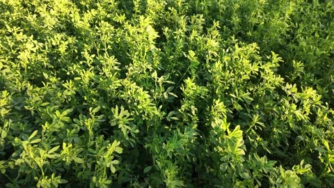 Close-up view of alfalfa plants growing in a cultivated field. Stock Footage 326201437